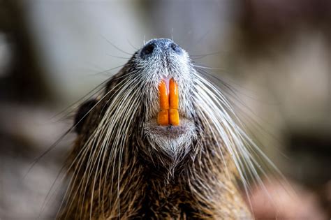 Nutria What You Should Know About The Invasive Rodent