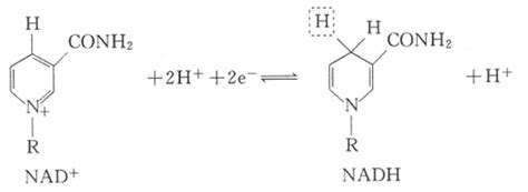 生物氧化解读生命化学挂云帆