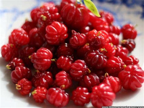 cherry-wallpaper - cherry's Wallpaper (31297750) - Fanpop