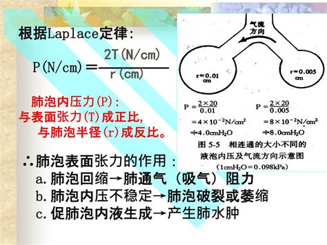 Ppt 第七章呼吸系统生理 Powerpoint Presentation Free Download Id 3560958