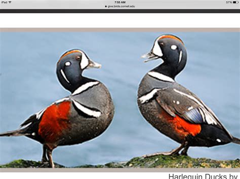 Harlequin Ducks | Bird, Animals, Harlequin