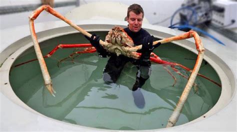 🥇 El Cangrejo Gigante Araña Japonés El Más Grande Del Mundo