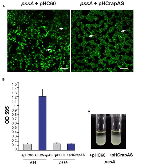 Rapa Associated Phenotypes Are Dependent On Cps Capsular Download