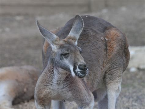 The Online Zoo - Red Kangaroo