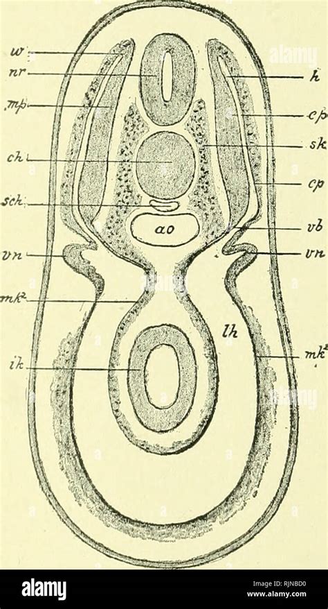 Un Libro De Texto De Embriolog A Para Los Estudiantes De Medicina