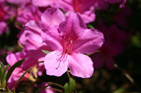 Azalea Flower Purple - Free photo on Pixabay - Pixabay