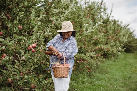 5,000+ Best Apple Orchard Photos · 100% Free Download · Pexels Stock Photos