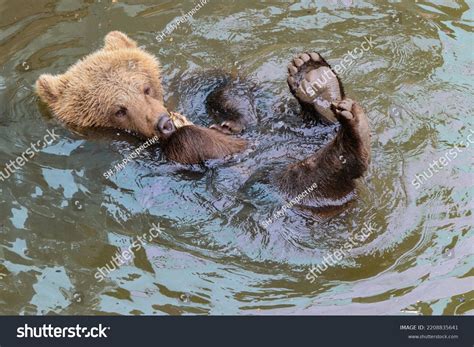 Young Brown Bear Playing Stick Stock Photo 2208835641 Shutterstock