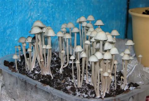 Blue Meanie Mushroom - Panaeolus Cyanescens Magic Mushroom