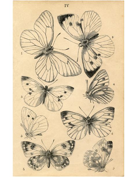 Visual Arts Fussy Cut Butterflies Digital Collage Sheet Butterfly