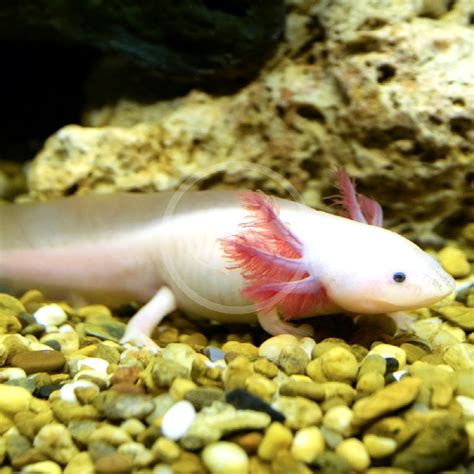 Axolotl Blanc Ambystoma Mexicanum DNZ Nourriture Axolotl