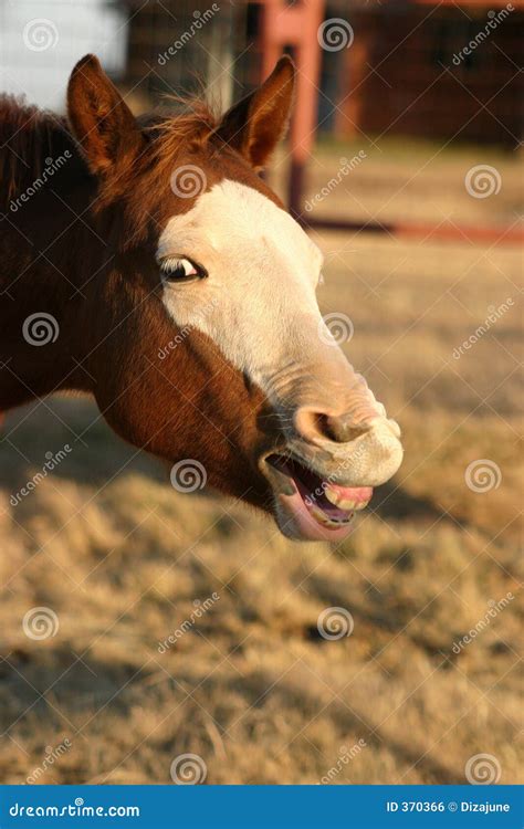 Smiling Horse Royalty Free Stock Image Image 370366