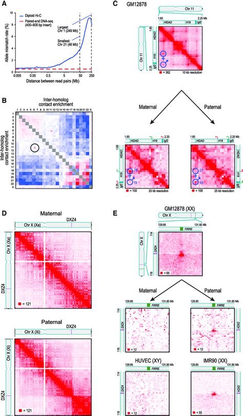 Diploid Hi C Maps Reveal Superdomains And Superloops Anchored At