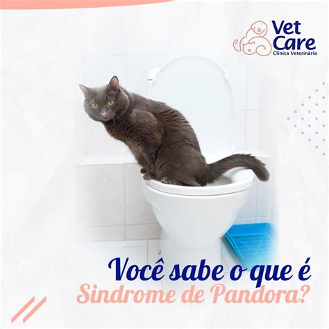 S Ndrome De Pandora Em Felinos Vet Care Cl Nica Veterin Ria H