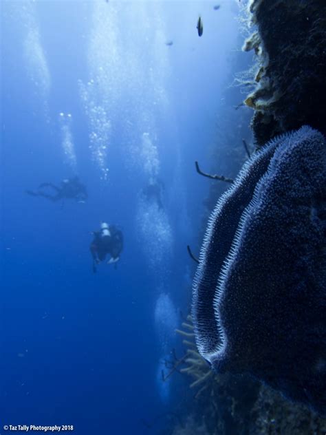 Cayman Island Diving - Taz Tally Photography