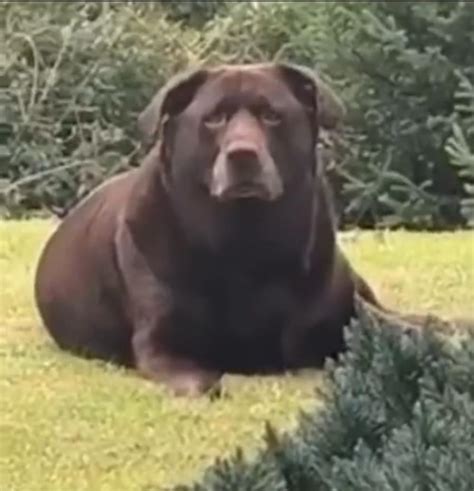 This chonky dog : r/AbsoluteUnits