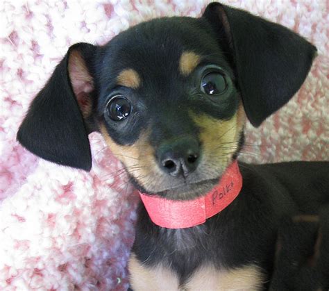 6 Facts About Chiweenie Aka Chihuahua And Dachshund Mix Or Chihuahua