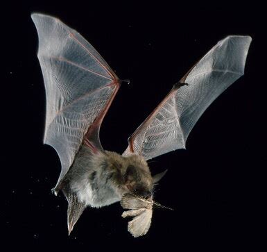 CCGP — Myotis yumanensis (Yuma myotis)