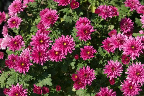 Chrysanthemums, Closeup, Pink color, HD Wallpaper | Rare Gallery