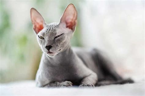 Sphynx Cat With Fur