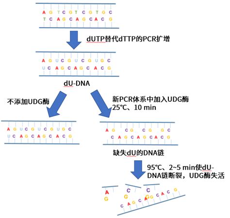 翌圣UDG酶PCR反应中的防污专家