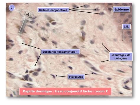 Cours L Histologie De A Z Section Les Tissus En Bref