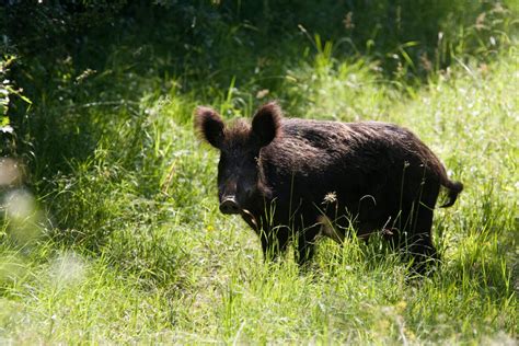 Zaraza se širi Hrvatskom Afrička svinjska kuga zabilježena i u Brodsko