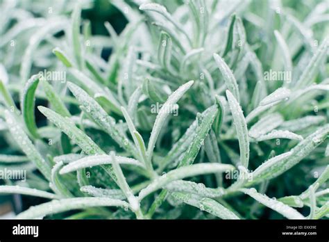 Close Up Of Lavender Leaves Stock Photo 85395898 Alamy