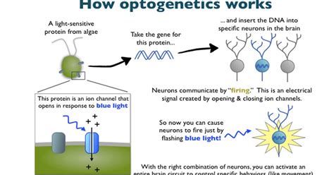 Ektalks Optogenetics Controlling Neurons With Light A Way To Understand Brain Circuit