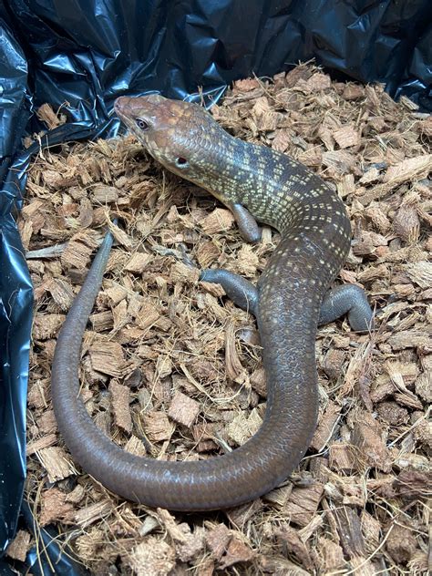 Solomon Island Ground Skink Other Skink By Hail The Scale Morphmarket