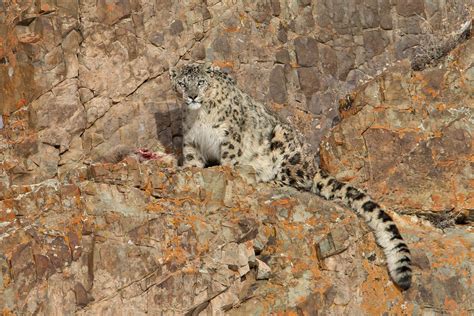 Snow Leopard Photography Tours - Mongolia Wildlife Photo Safaris