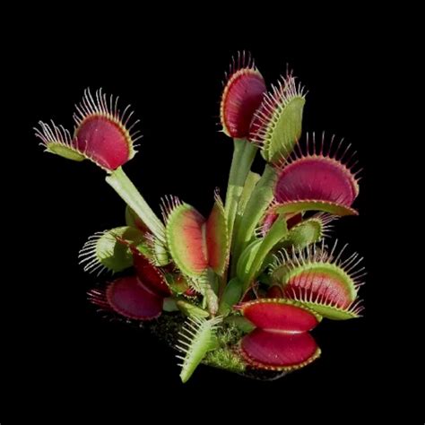 Dionaea Muscipula B52 Venusfliegenfalle Kaufen