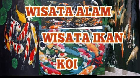 BIKIN BETAHWISATA ALAM DI HONG KONG WISATA IKAN KOI YouTube