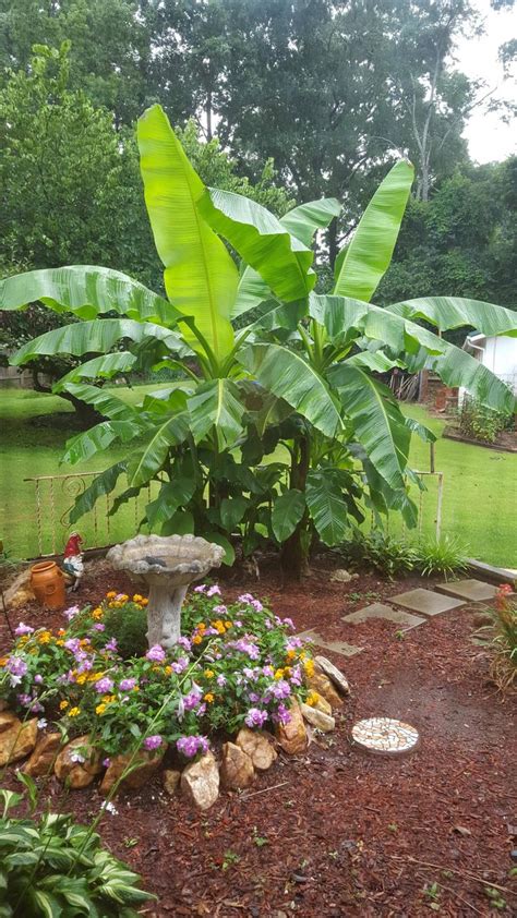 Beautiful Banana Trees For Your Garden Landscape