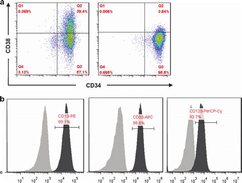 Enrichment Of Leukemia Stem Like Cells From Kg Cell Line Percentage