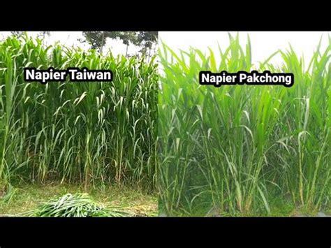 Banyak Yang Salah Membedakan Rumput Napier Taiwan Dianggap Rumput