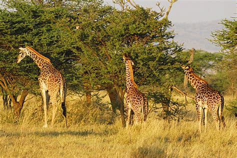 Los 5 Mejores Safaris De África Passport Travel Magazine