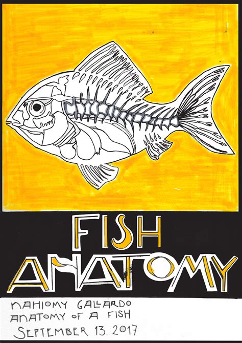 Fish Anatomy on Behance