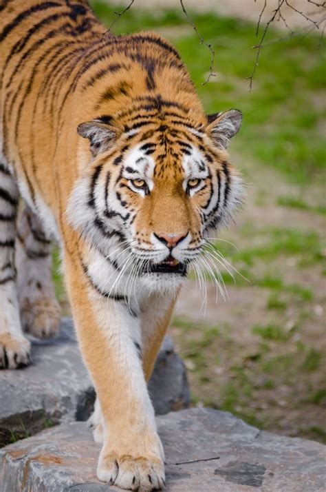 图片素材 野生动物 动物园 动物群 大猫 虎 脊椎动物 苹果浏览器 野生猫 猫喜欢哺乳动物 3720x2480