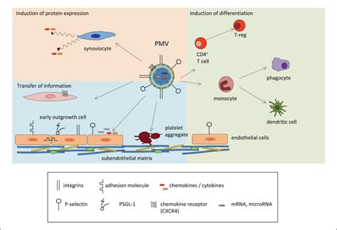 Influence Of Platelet Microvesicles Induction Of Protein Expression