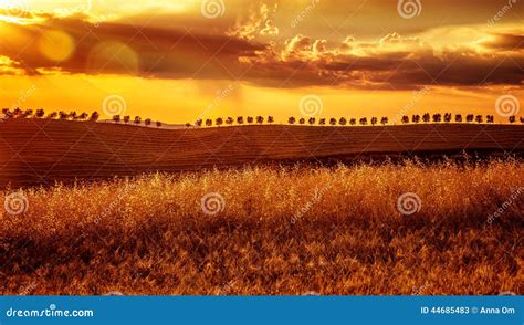 Yellow Sunset Over Farmland Stock Image Image Of Landscape Outdoors