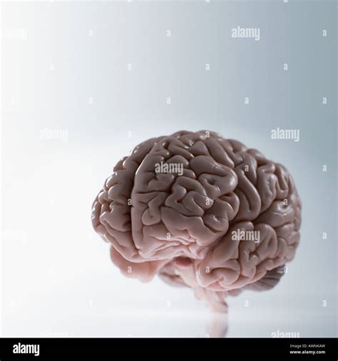 That Brain Hi Res Stock Photography And Images Alamy