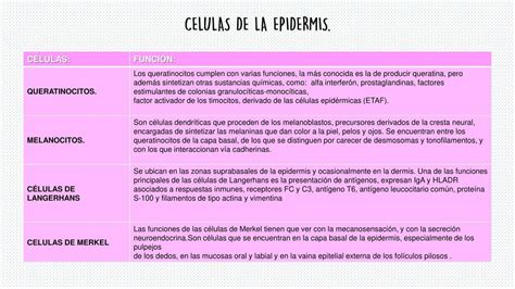 Células de la Epidermis AURORA CHABLE RAMOS uDocz