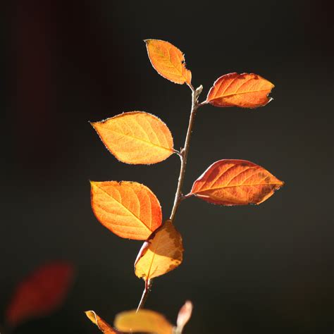 Fall Leaves in the Sun Close Up – Photos Public Domain