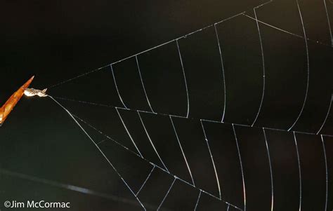 Ohio Birds and Biodiversity: Triangle spider wields web as a sneaky snare