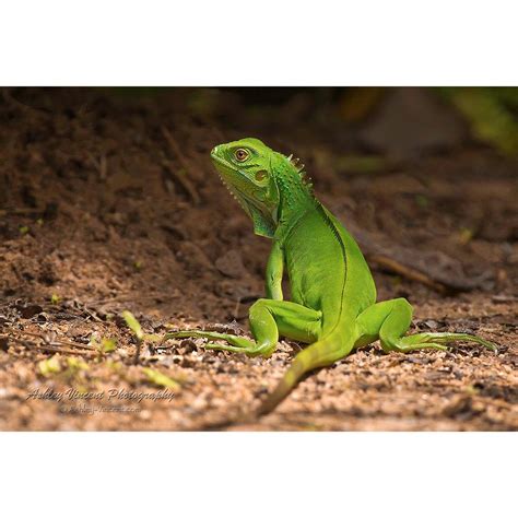 Emerald Dragon - Ashley Vincent