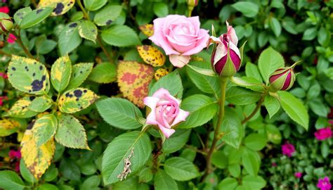 How To Treat 3 Common Rose Diseases For Healthy Roses