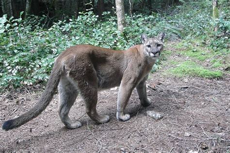 Cougar Spotted In Saanich Saturday Night Peninsula News Review