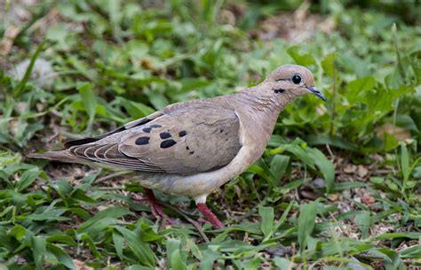 Eared Dove - Owen Deutsch Photography