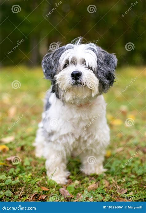 Havanese Shih Tzu Mix